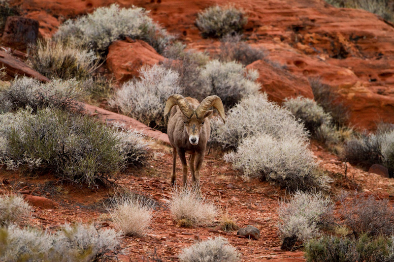 Bighorn On Slickrock